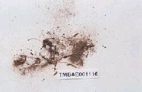 藏品(東亞小金髮苔)的圖片